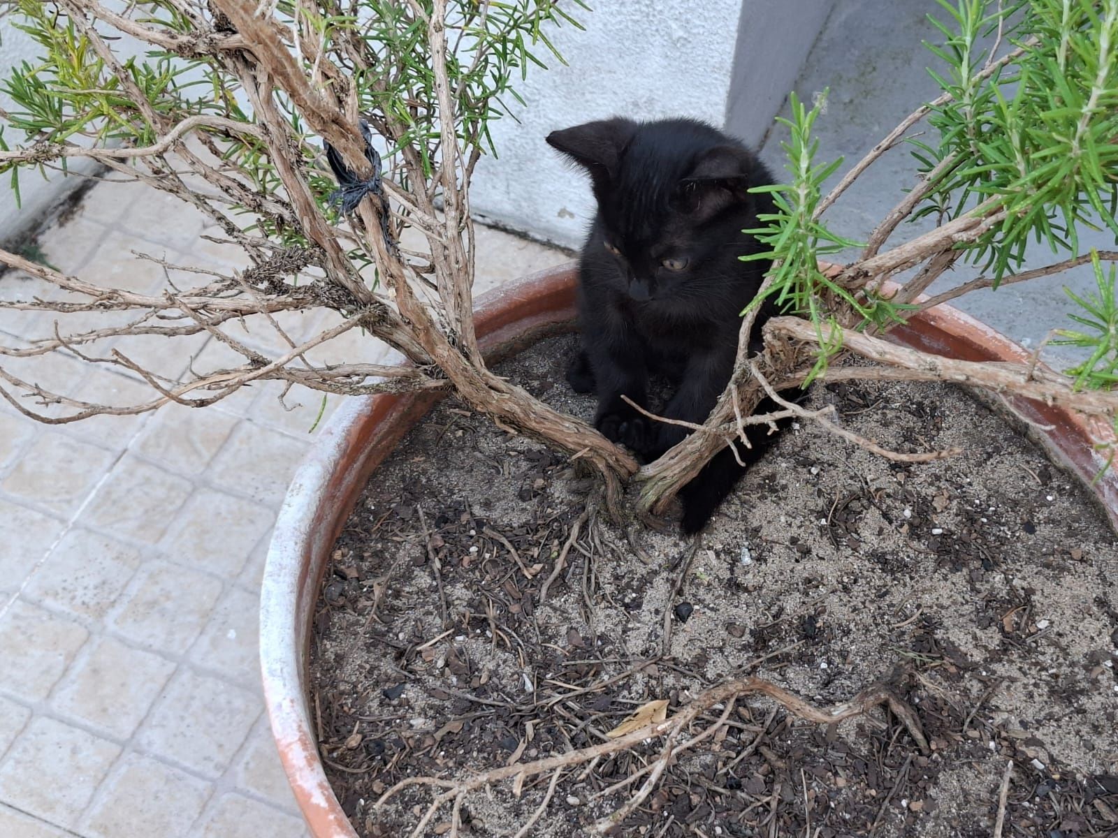Dou gatinho 2 meses