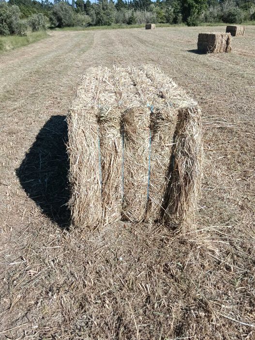 Fardos de feno 2025