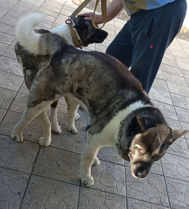 Щенки Американская акита, недорого!