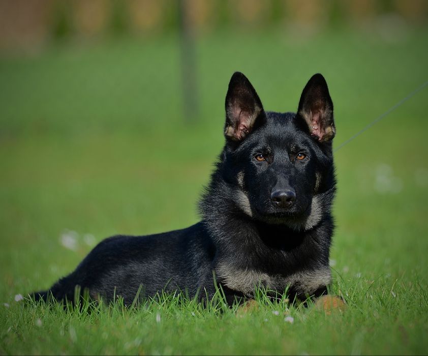 Owczarek niemiecki linia użytkowa