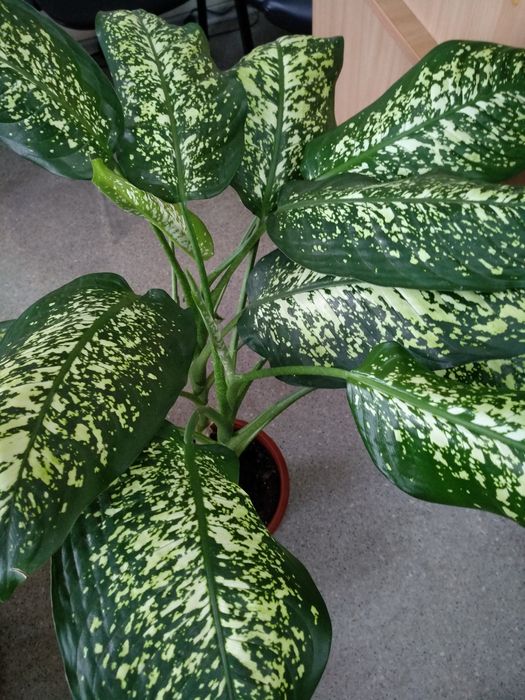 Дифенбахия дифенбахія 90-140 см домашний цветок в горшке Днепр