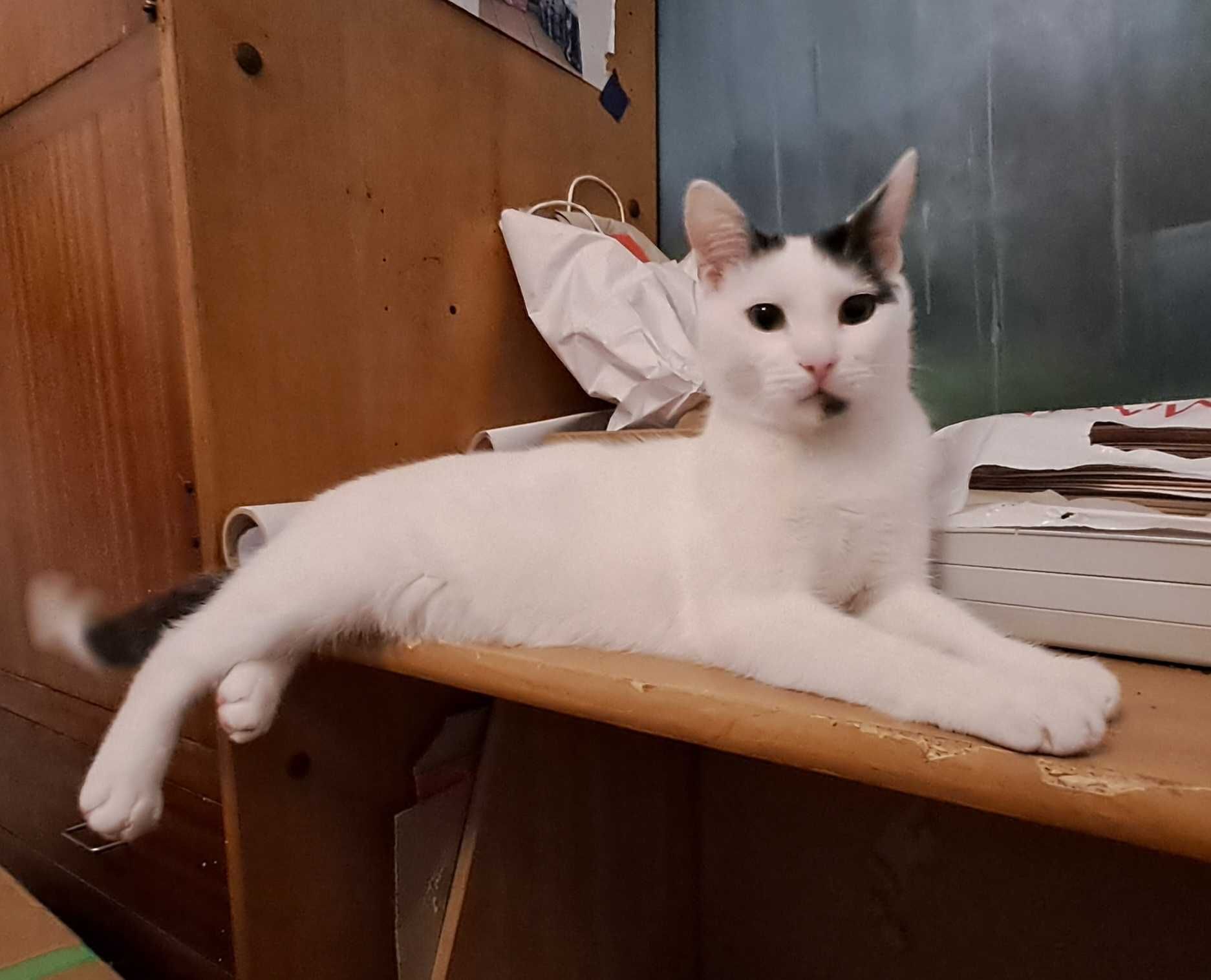 MIETEK cudowny kotek do adopcji