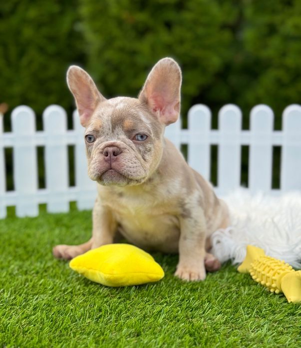Французский бульдог Мальчик ТОП