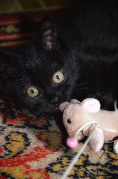 Кошеня в хороші руки