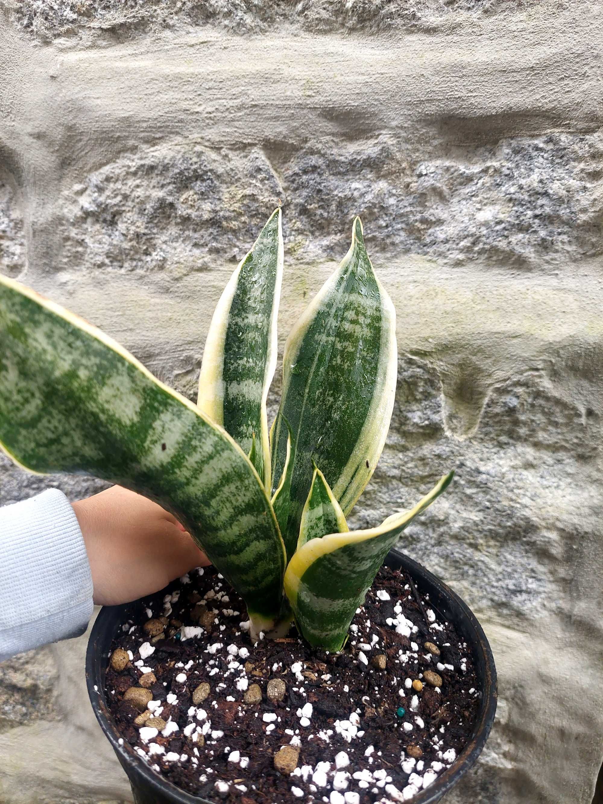 Planta Sansevieria trifasciata
