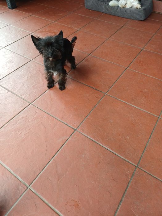 Śliczna sunia York black