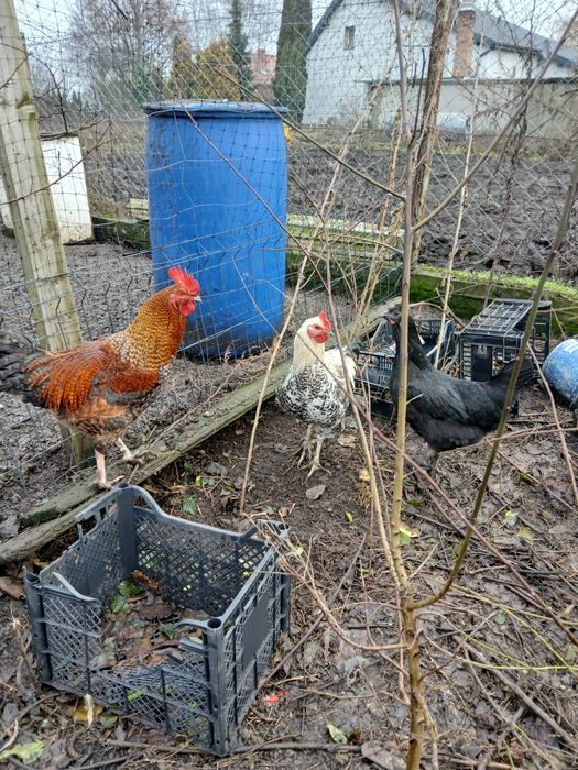 Koguty z własnego lęgu