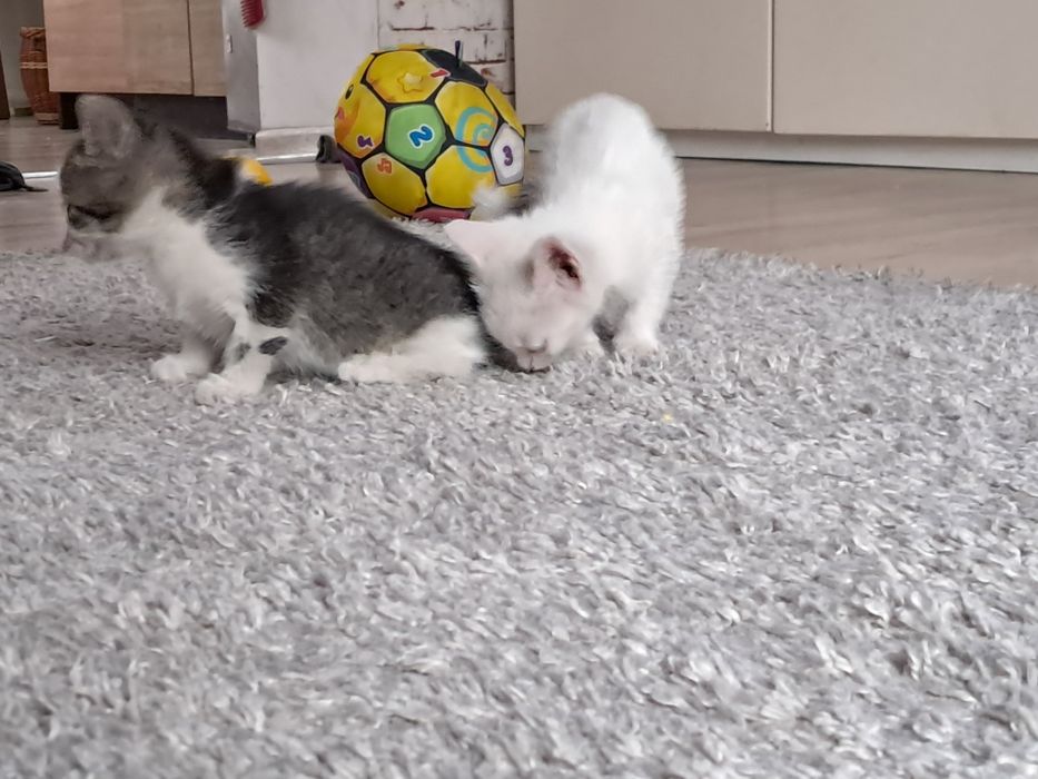 Dwumiesięczne kotki do oddania
