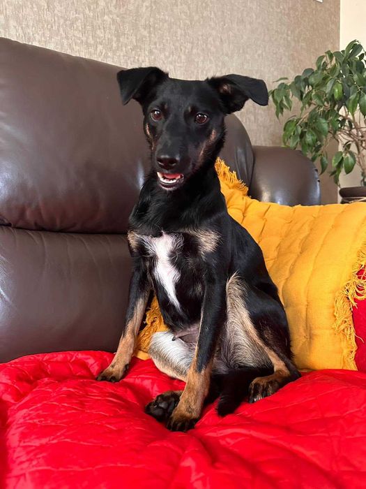 Maluch do adopcji - Tami!