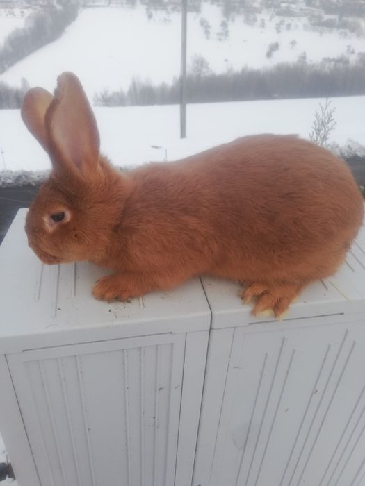 Sprzedam samca nowozeland