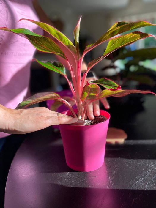 Aglaonema Crete Flame -dwie roslinki w doniczce