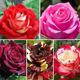 Саджанці Троянди Лаванда Рододендрони Гортензії