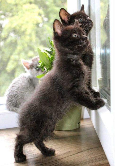 Чудернацькі кошенята Вуглики