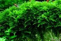 Mech Vesicularia dubyana mini Christmas roślina do akwarium