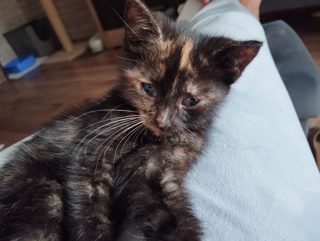 Nirvana i Placek koty do adopcji