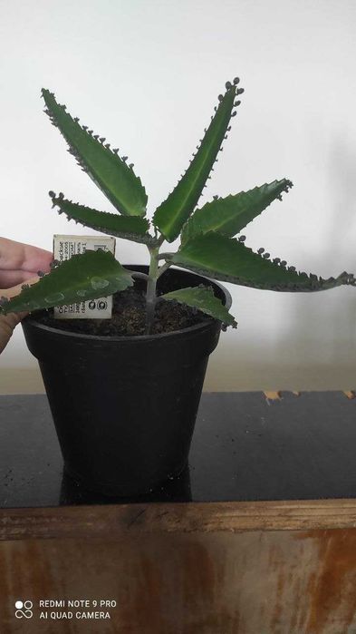 Каланхое лікарське, сорт Дегремона / каланхоэ лечебное, сорт Дегремона