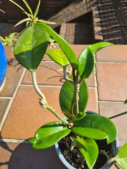 Hoja, hoya tzw. Woskownica