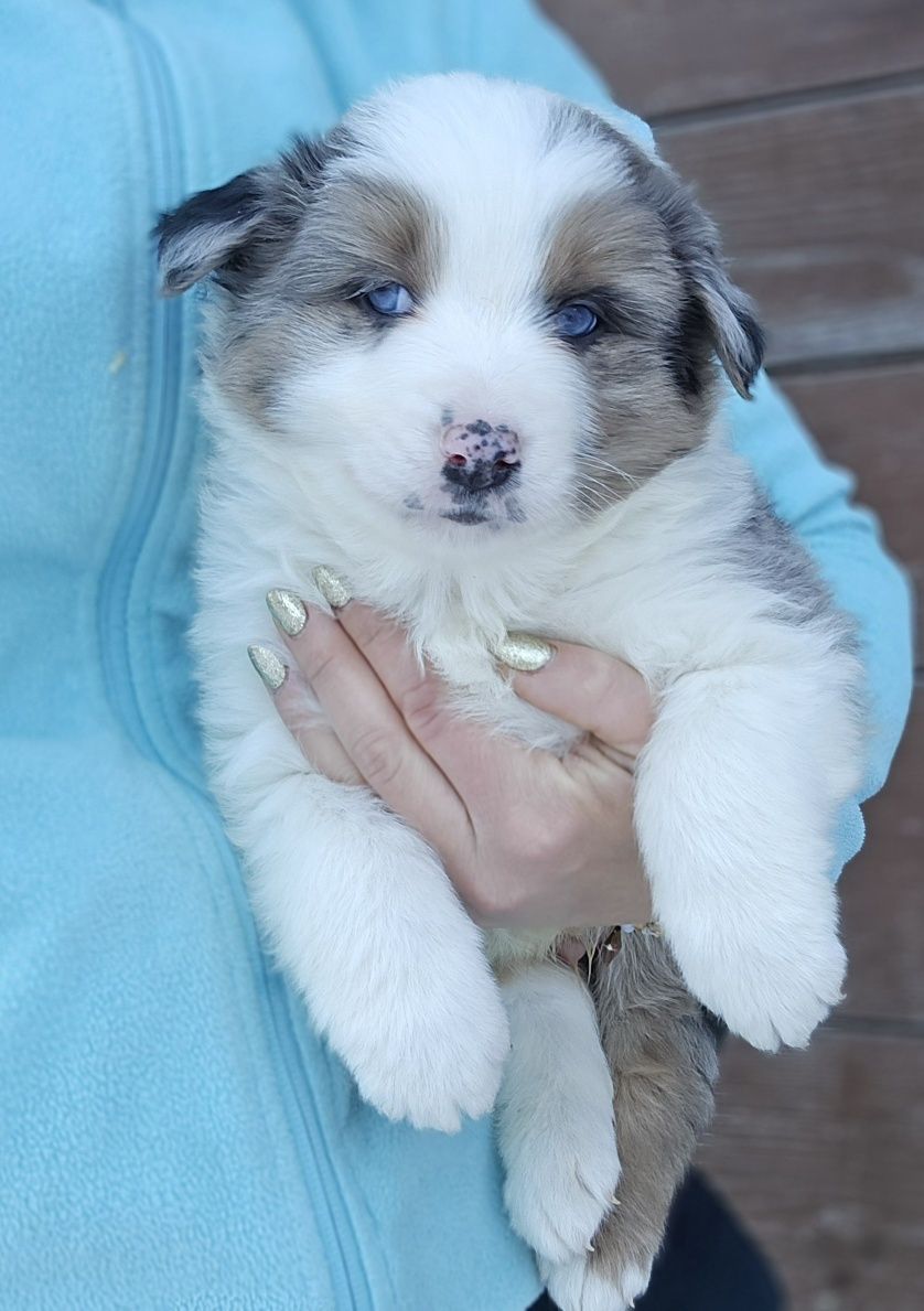 Border Collie piesek UNIKATOWY niebieskooki
