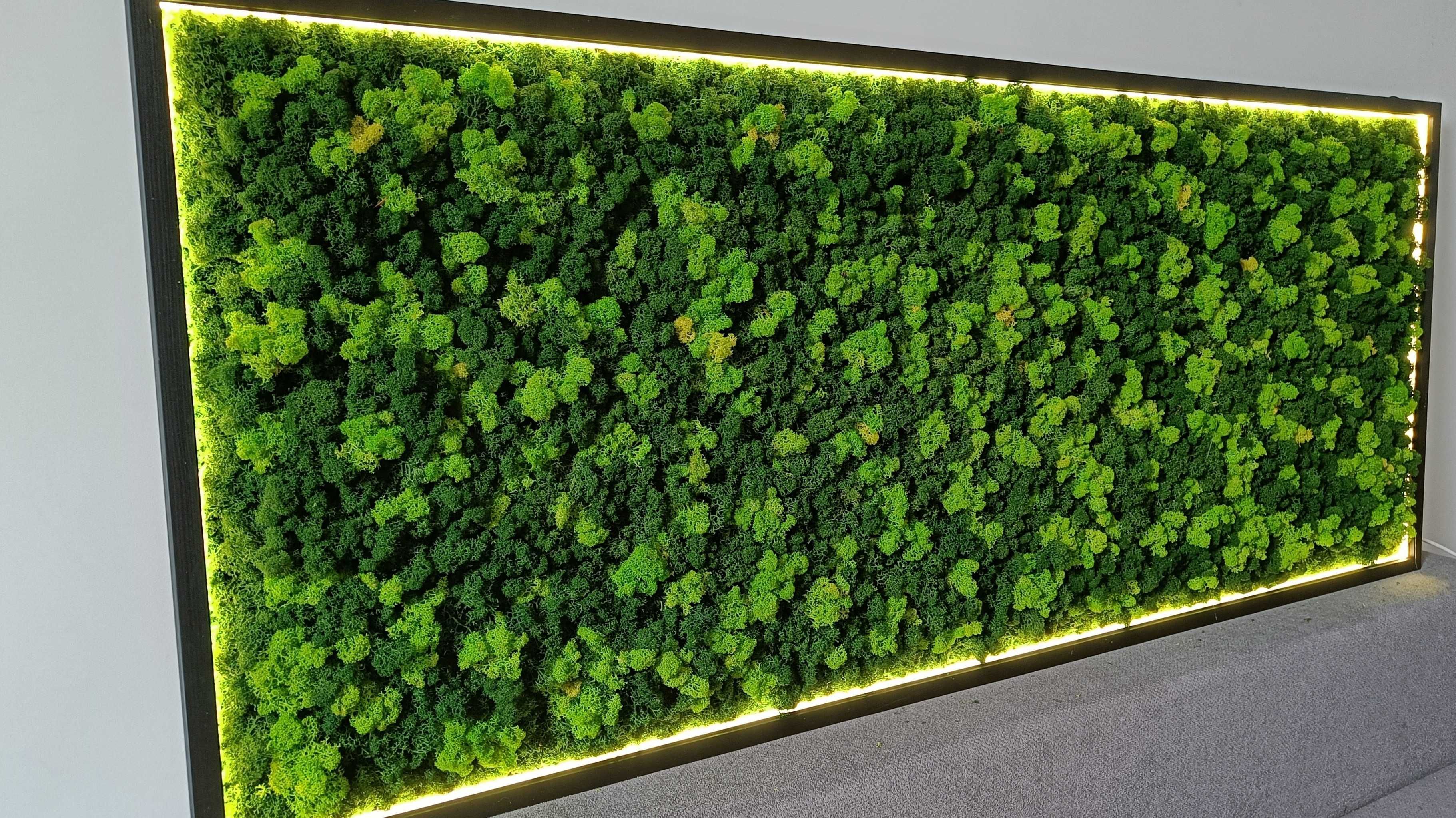 Rama podświetlona LED 100x40cm z mchem poduszkowym, chrobotkiem