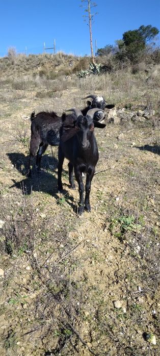 Cabritos  murcianos 9 meses biológicos