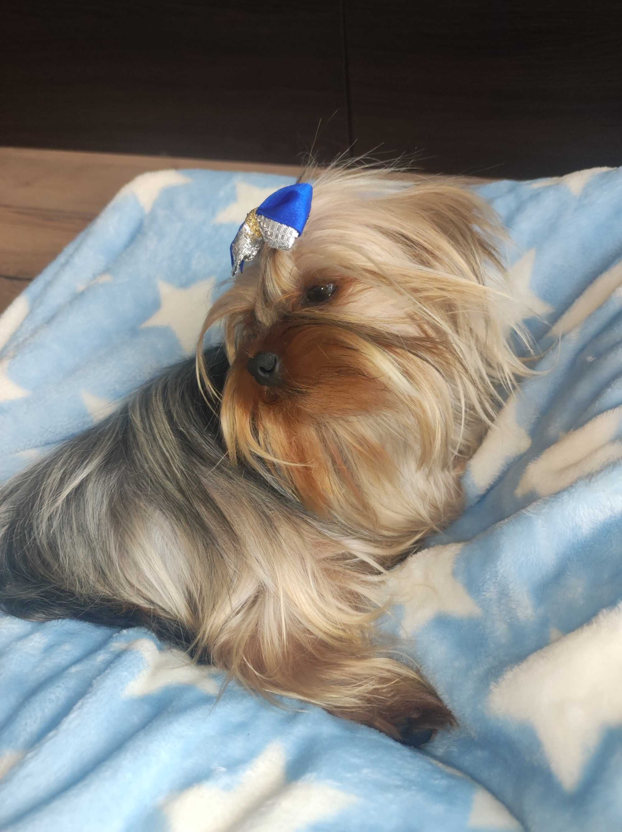 Yorkshire terrier