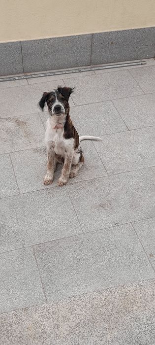 Adoção responsável