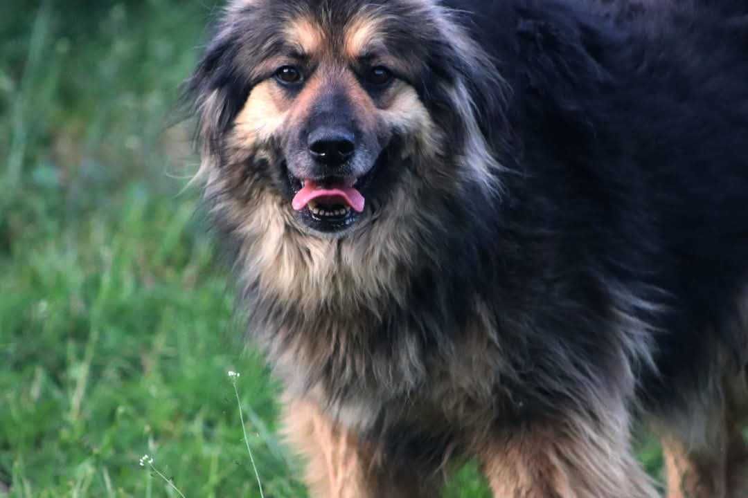 KOLINA pokochaj uroczą psią dame