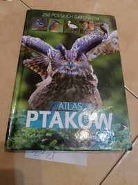 Książka Atlas Ptaków 250 Polskich Gatunków