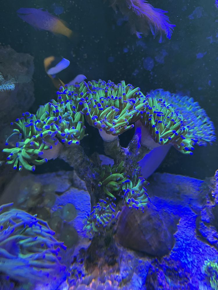 euphyllia paraancora