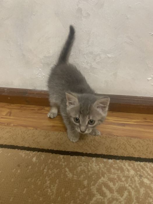 Відам котят у добрі руки!