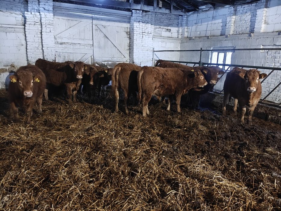 Odsadki limousine 100% lm