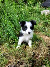 ARLYNN gotowa do odbioru czarno-biała suczka border collie ZKwP FCI