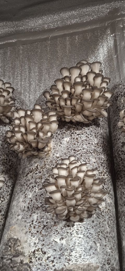 Продам грибы  вёшенка