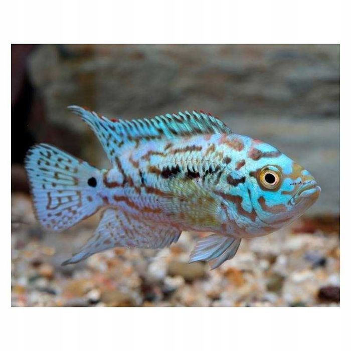 Pielęgnica Electric Blue Jack Dempsey. Cetarius