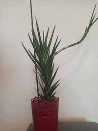 Sanseveria francisii