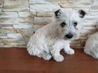 West highland white terrier PIESEK