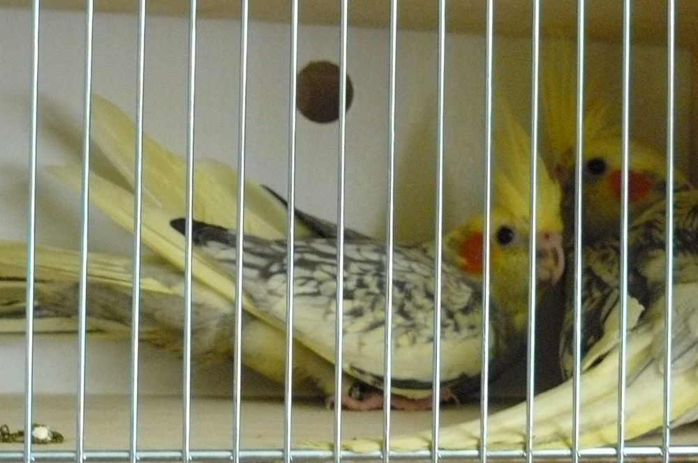 Papugi nimfy lipiec 2025 samce samiczki , możliwe niespokrewnione pary