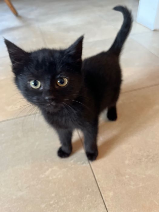 Oddam kotki w dobre ręce