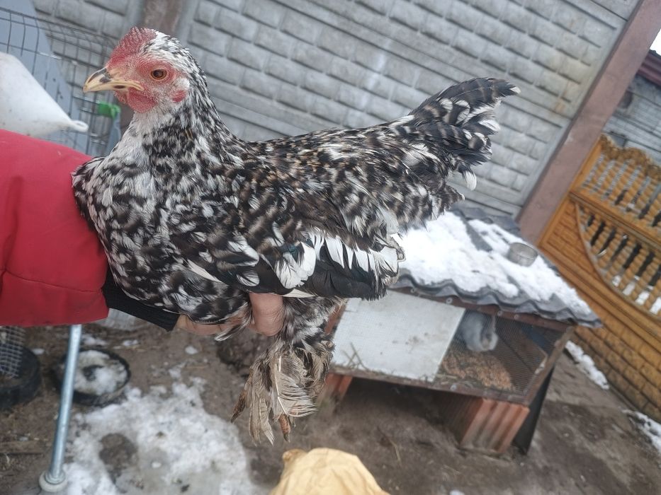 Karzełki łapciate 2+1