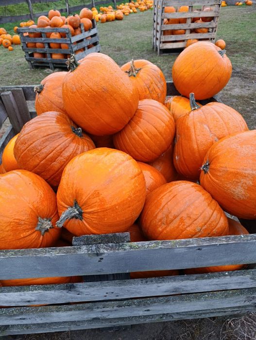 Dynia jadalna i na halloween