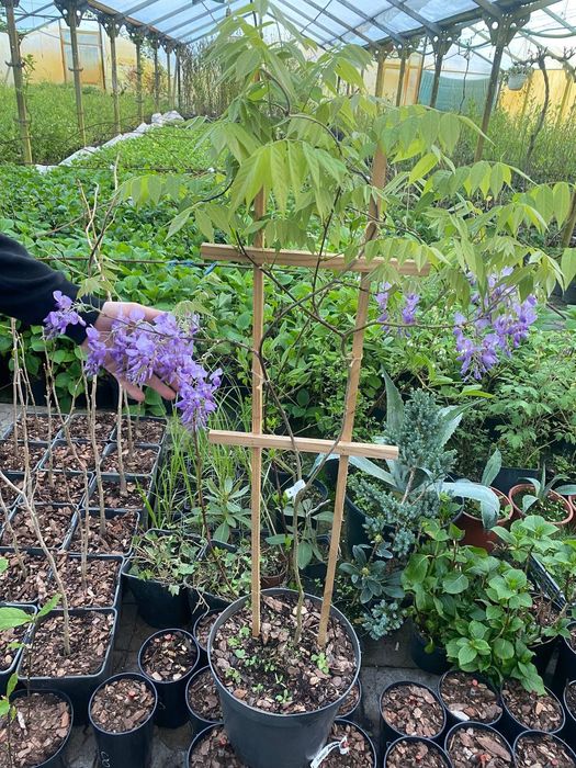 Гліцинія великоквіткова!