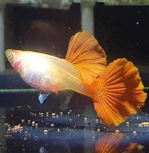 Gupik Full Red Albino Super Big Dorsal samiec plus dwie samice