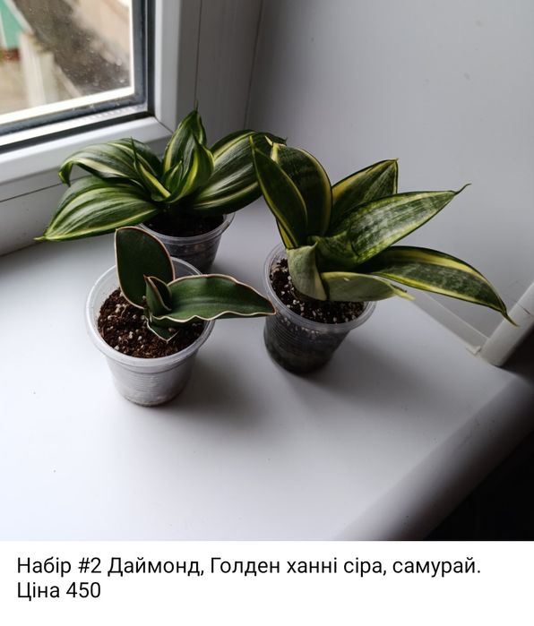 Сансевіерія Філіппіни, Голден ханні, Сільвер Перрот