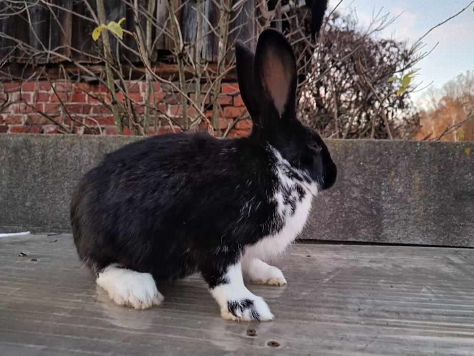 Kroliki samce duże mieszance młode