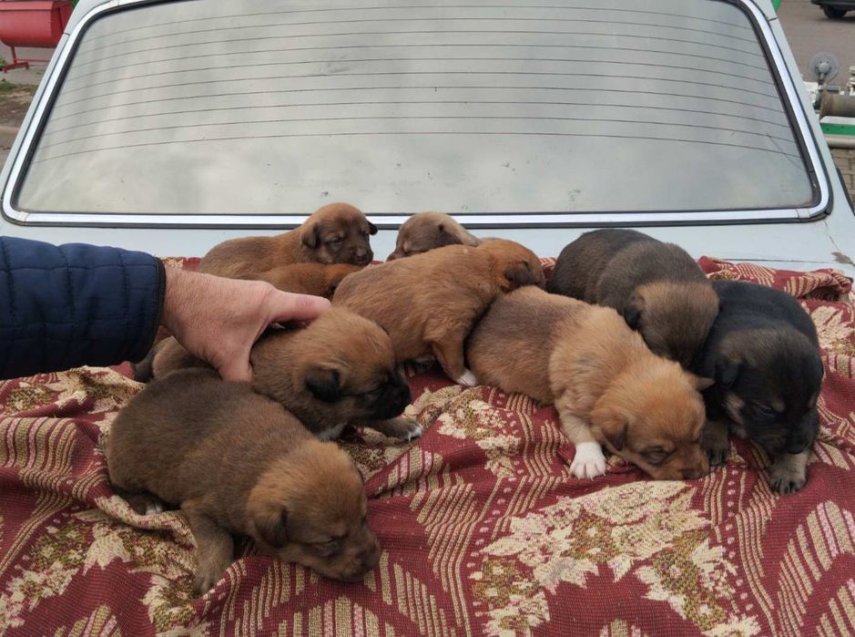 Цуценята шукають дім