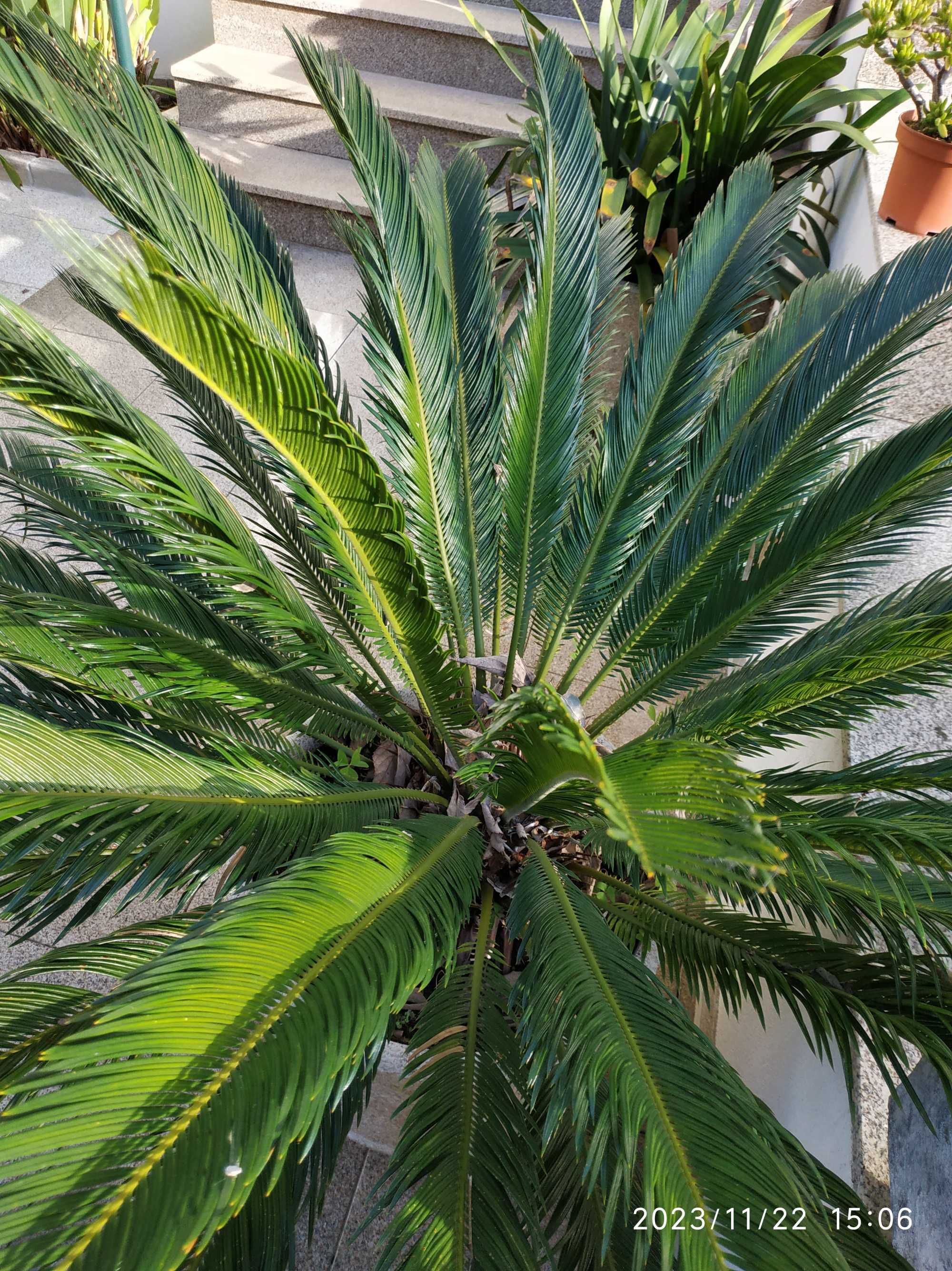 Planta Cica e Vaso em betão e marmorite