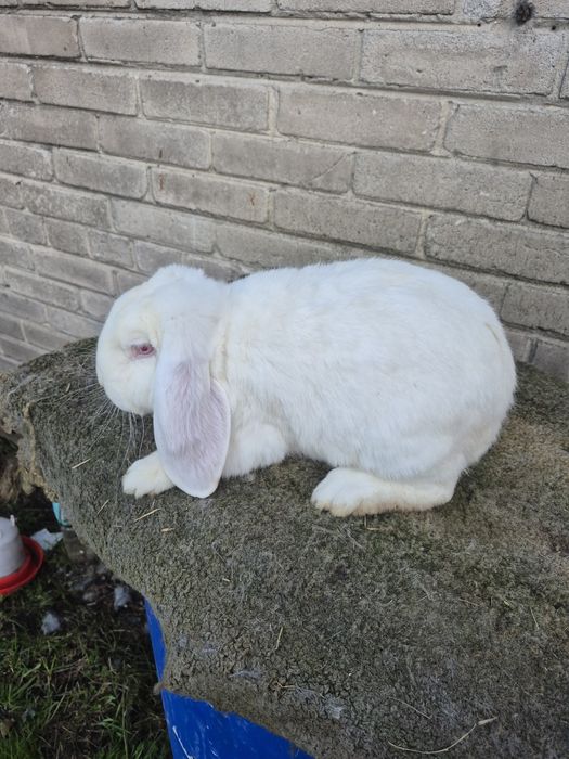 Sprzedam barany francuskie