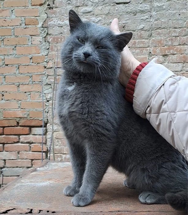 Хто загубив котика? Центр