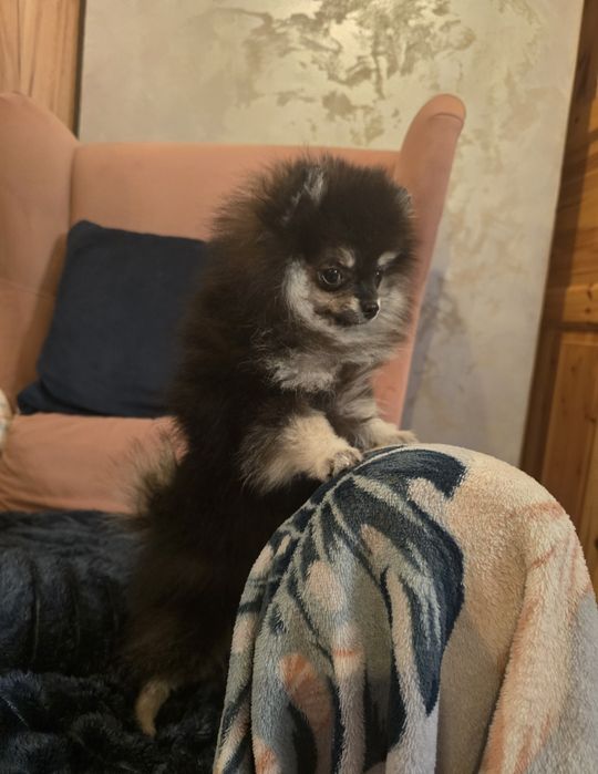 Pomeranian xxs szpic miniaturowy dziewczynka ostatnia