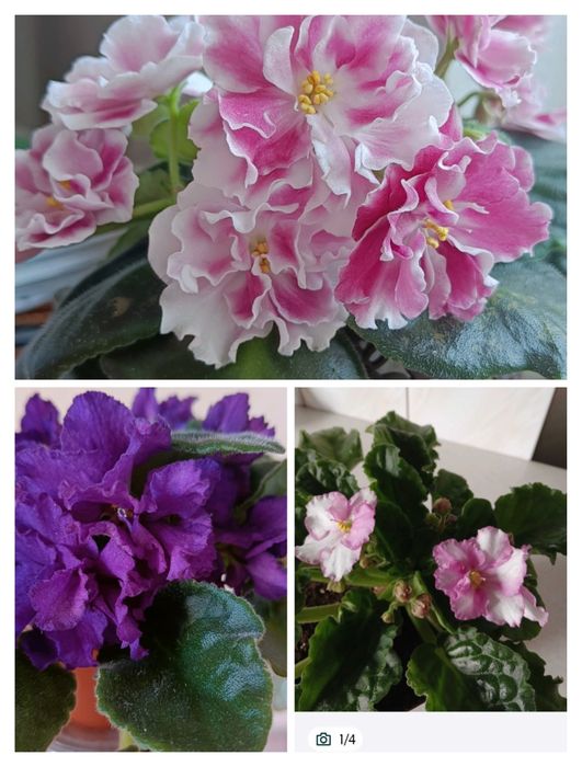 Квітучі Фіалочки, гіпераструм